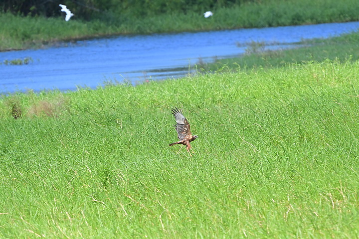 點我看大圖 D6+556PF東方澤鵟(龍鑾潭鳥族8號太空站)
