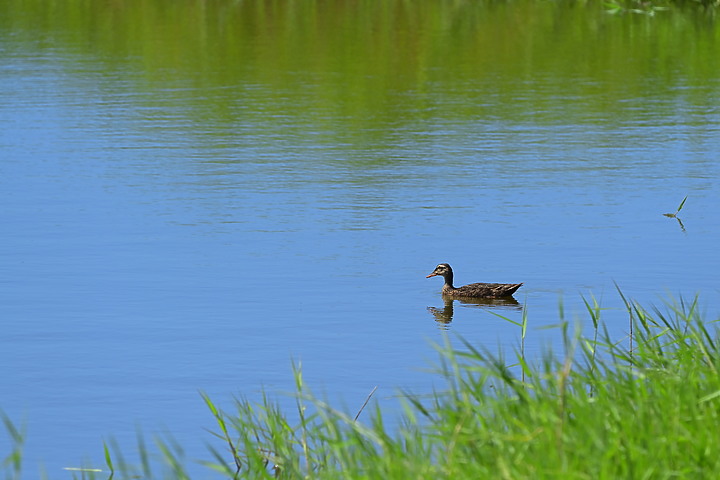 Nikon Z5的4K記錄上千隻黃頭鷺，落腳龍鑾潭鳥族8號太空站復育中的濕地。