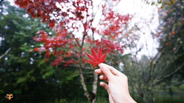 台灣山毛櫸步道一日遊,秋季限定楓紅景!