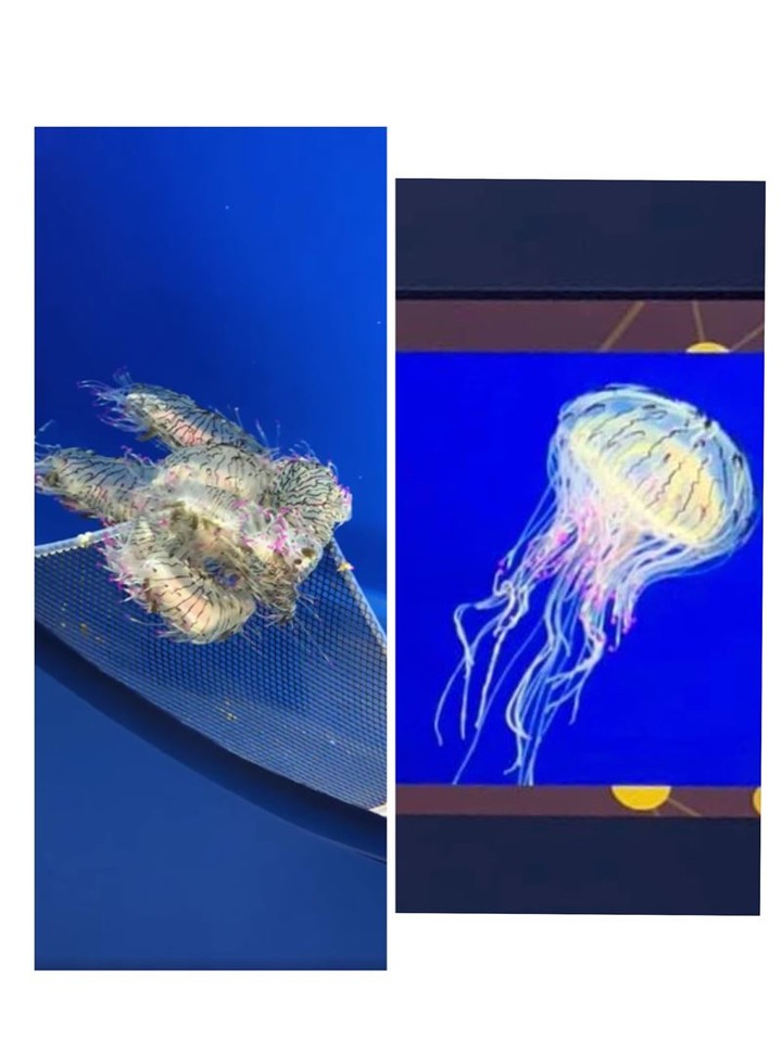Xpark鯊魚嘴破、水母打結網怒：海洋動物煉獄