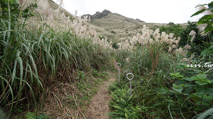 鴿子岩・芒花秘境