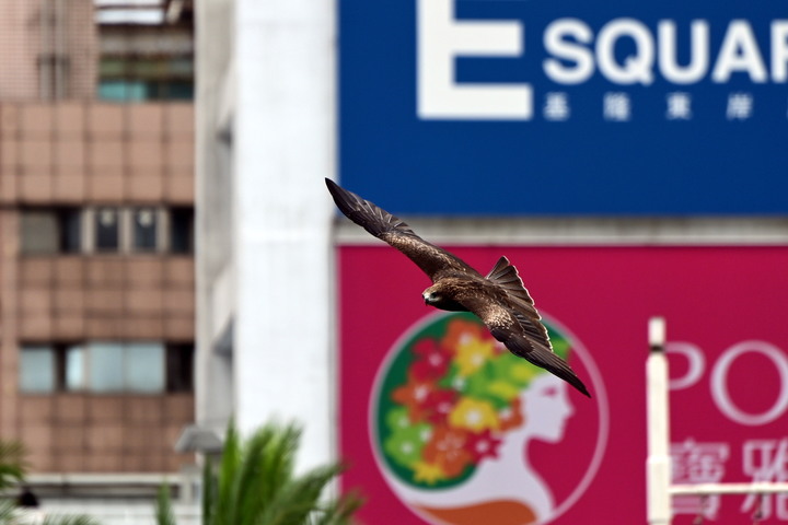 雙十國慶_基隆港黑鳶戰士_II_(黑鳶國旗郵輪同框)_2020-10-09