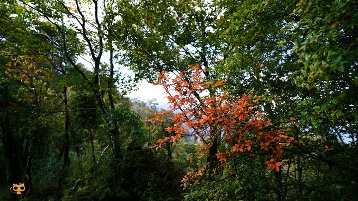 台灣山毛櫸步道一日遊,秋季限定楓紅景!