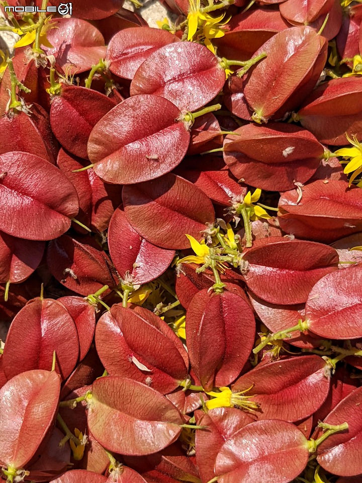 水黃皮 台南市安平區林墨娘公園 10/11