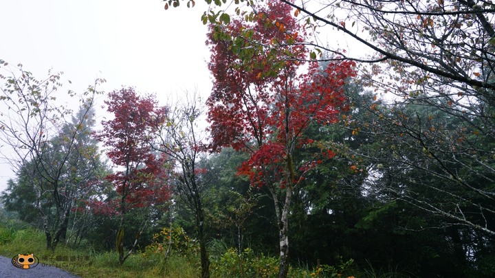 台灣山毛櫸步道一日遊,秋季限定楓紅景!