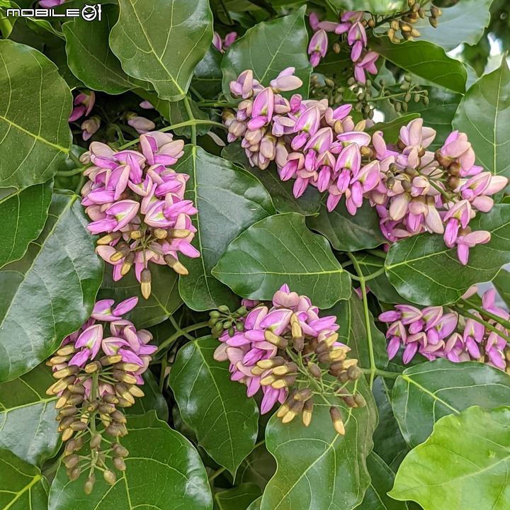 水黃皮 台南市安平區林墨娘公園 10/11