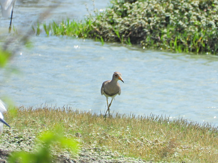 點我看大圖 Nikon P1000的3000mm太給力,如願在龍鑾潭鳥族8號太空站拍到跳鴴。