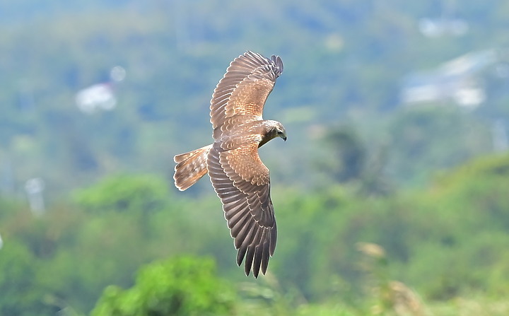 點我看大圖 D6+556PF東方澤鵟(龍鑾潭鳥族8號太空站)