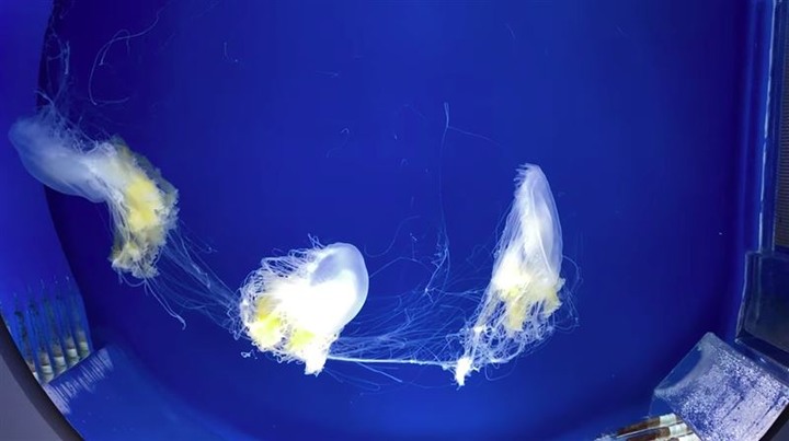Xpark鯊魚嘴破、水母打結網怒：海洋動物煉獄
