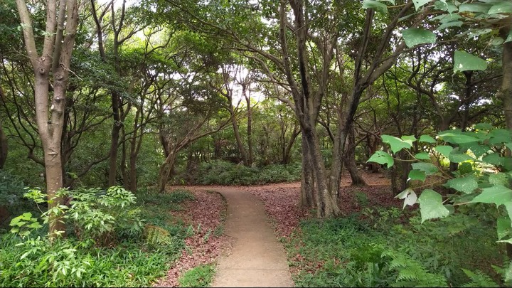 [樂山童盟] [桃園市桃園區] 桃園虎頭山步道(三分山-五分山-停機坪-虎頭山-虎頭山環保公園)