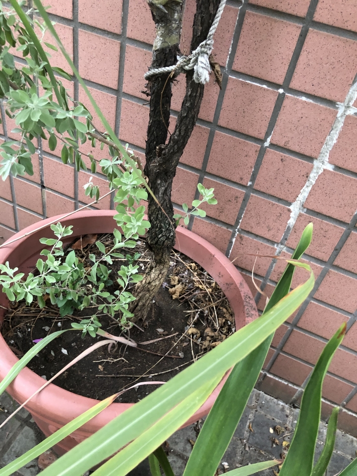 請問這是什麼植物 ，拜託解惑