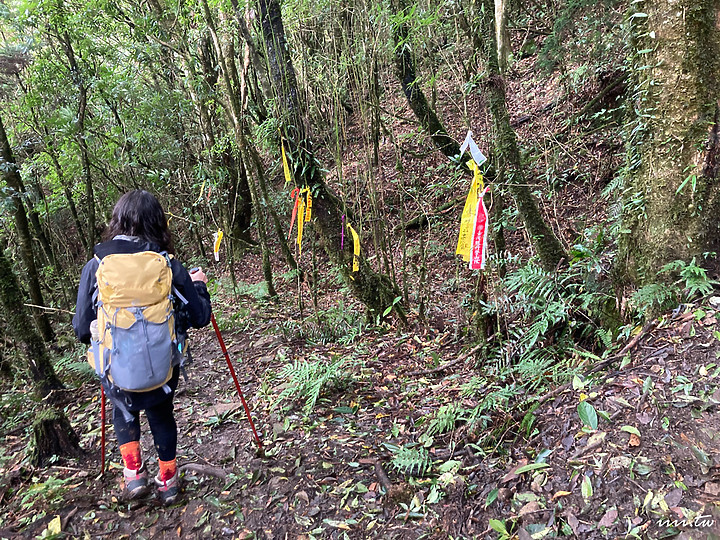 高島縱走｜五星級森林療癒步道｜一日縱走｜完全攻略