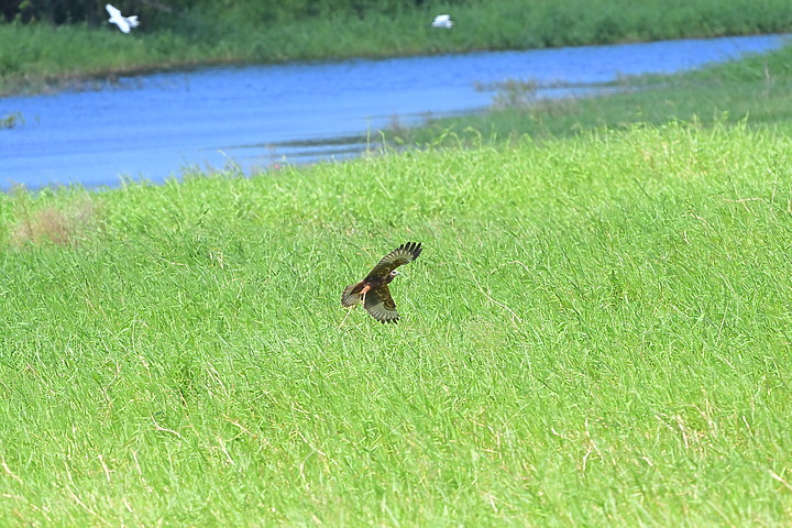 點我看大圖 D6+556PF東方澤鵟(龍鑾潭鳥族8號太空站)
