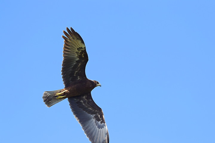 點我看大圖 D6+556PF東方澤鵟(龍鑾潭鳥族8號太空站)