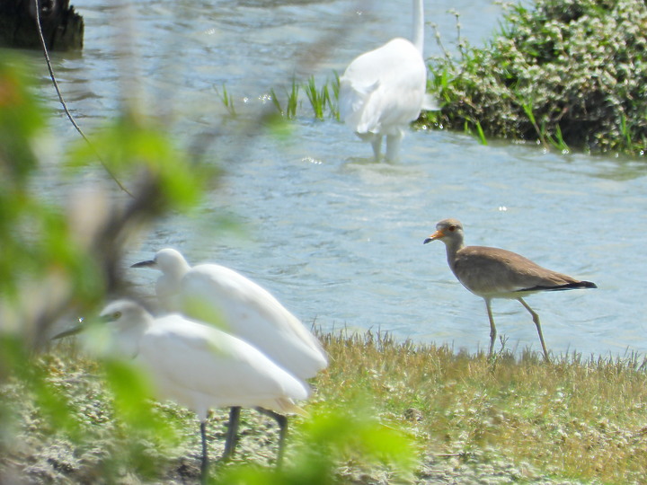 點我看大圖 Nikon P1000的3000mm太給力,如願在龍鑾潭鳥族8號太空站拍到跳鴴。
