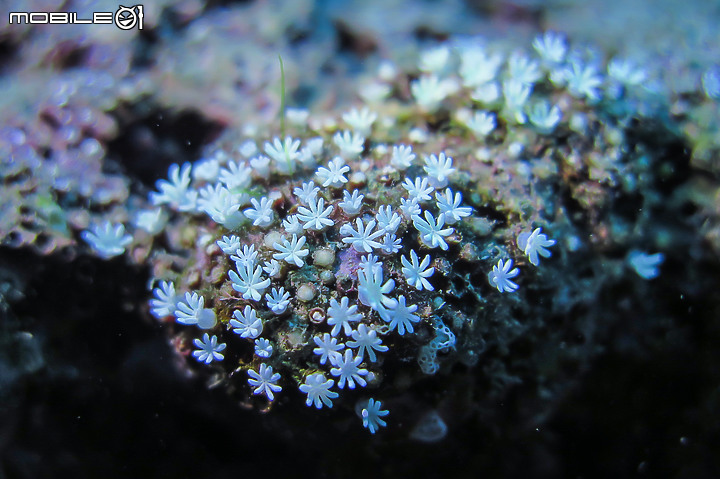 點我看大圖 【潛水裝備】保固內出問題直接換一組新品給你!我的Crest TR-1變成CR-4了!
