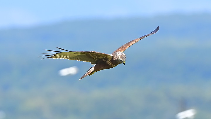點我看大圖 D6+556PF東方澤鵟(龍鑾潭鳥族8號太空站)