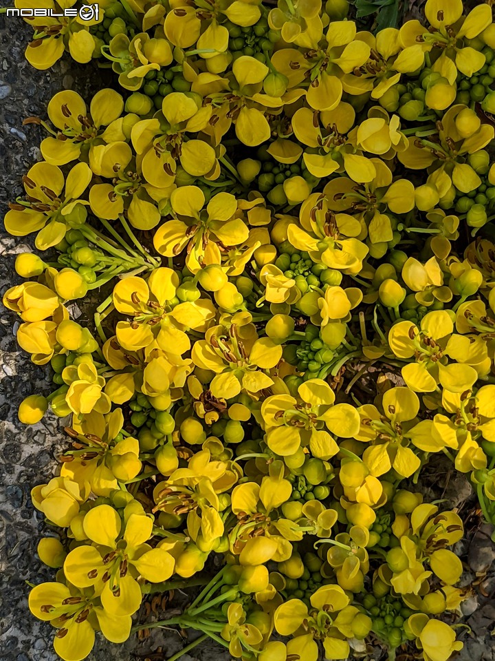 台灣欒樹 台南市西港區綠川廊道 10/03