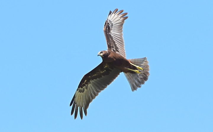 點我看大圖 D6+556PF東方澤鵟(龍鑾潭鳥族8號太空站)