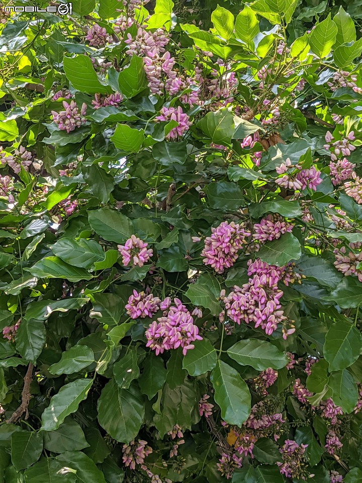 水黃皮 台南市安平區林墨娘公園 10/11