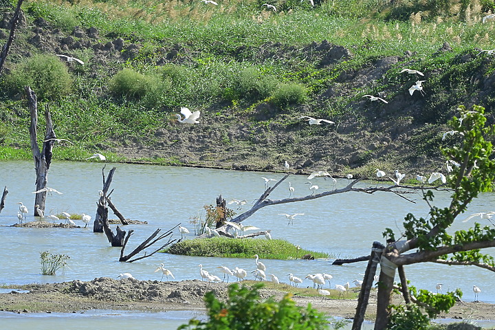 Nikon Z5的4K記錄上千隻黃頭鷺，落腳龍鑾潭鳥族8號太空站復育中的濕地。