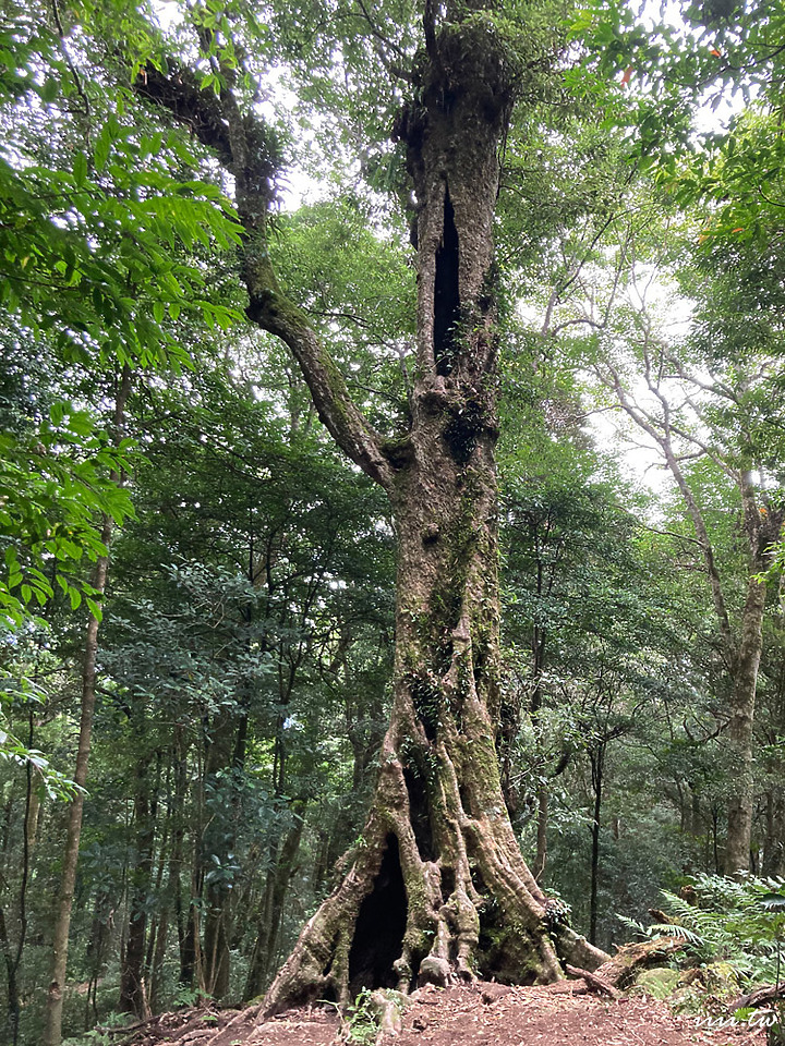 高島縱走｜五星級森林療癒步道｜一日縱走｜完全攻略