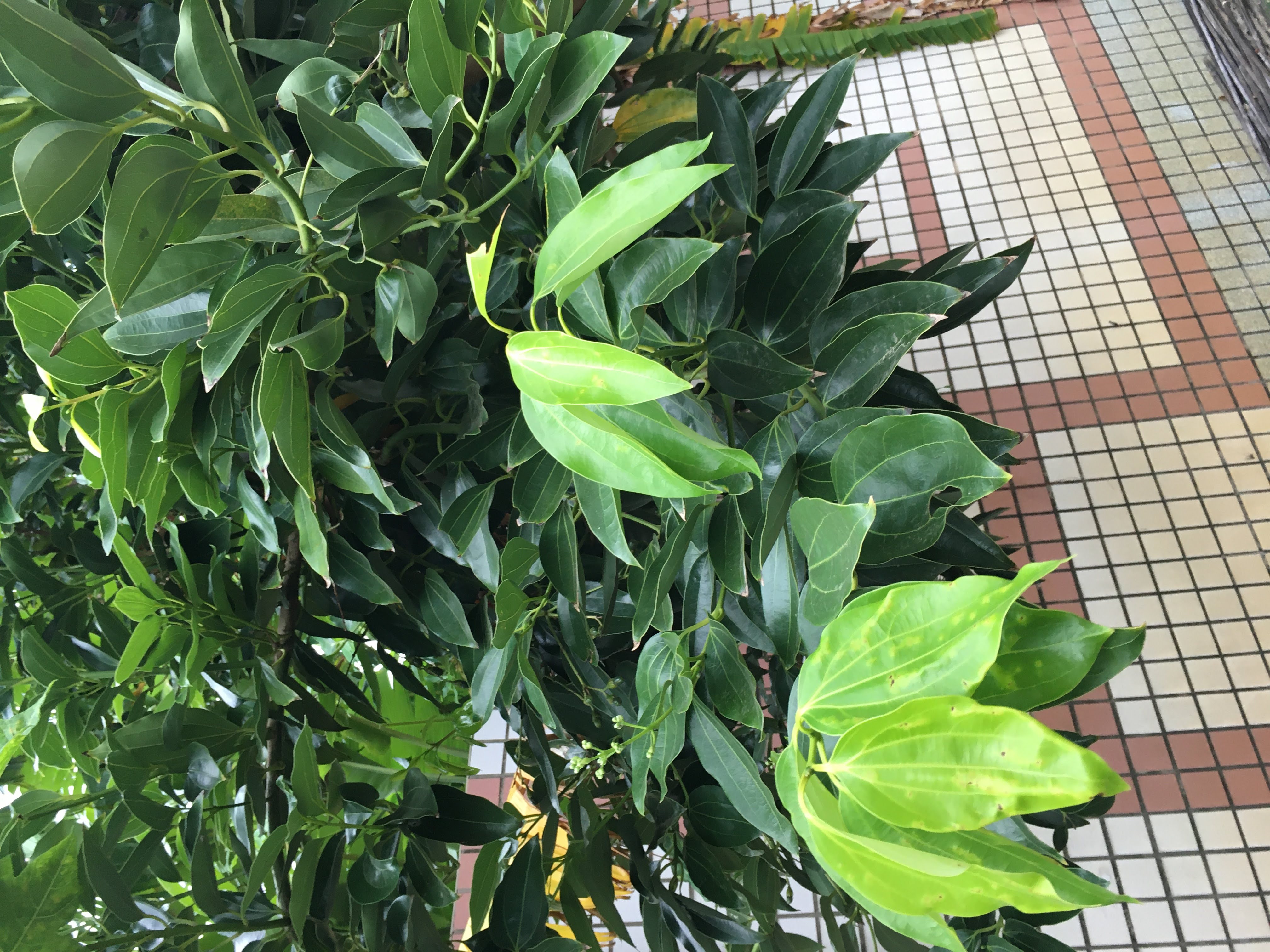 請問這顆樹是肉桂還是陰香 - Mobile01