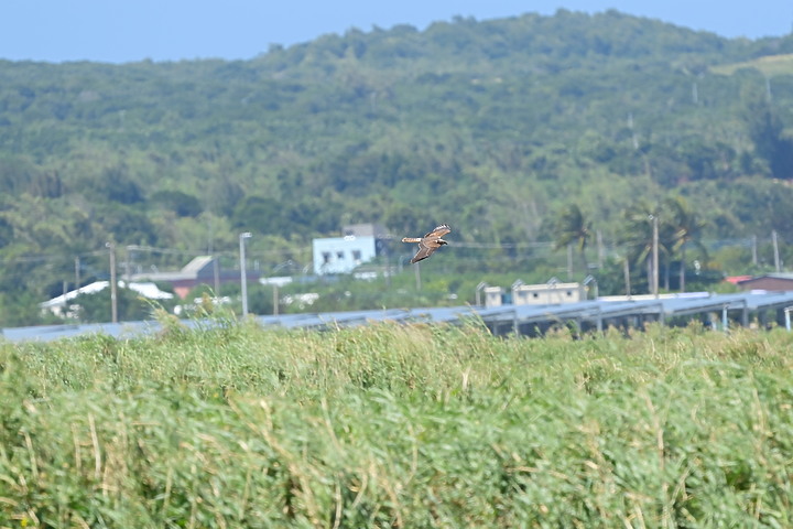 點我看大圖 D6+556PF東方澤鵟(龍鑾潭鳥族8號太空站)