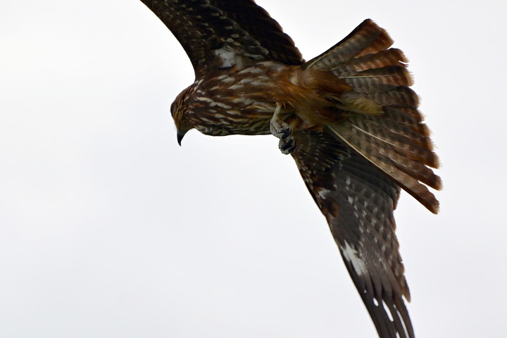 雙十國慶_基隆港黑鳶戰士_II_(黑鳶國旗郵輪同框)_2020-10-09
