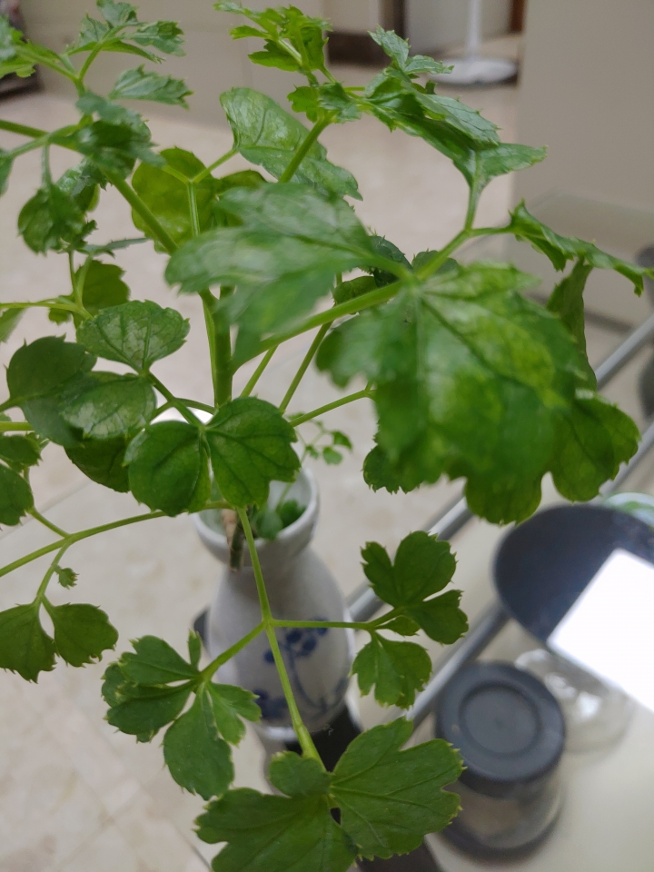 養了一株不知名的小盆栽，請達人解惑植物名稱？