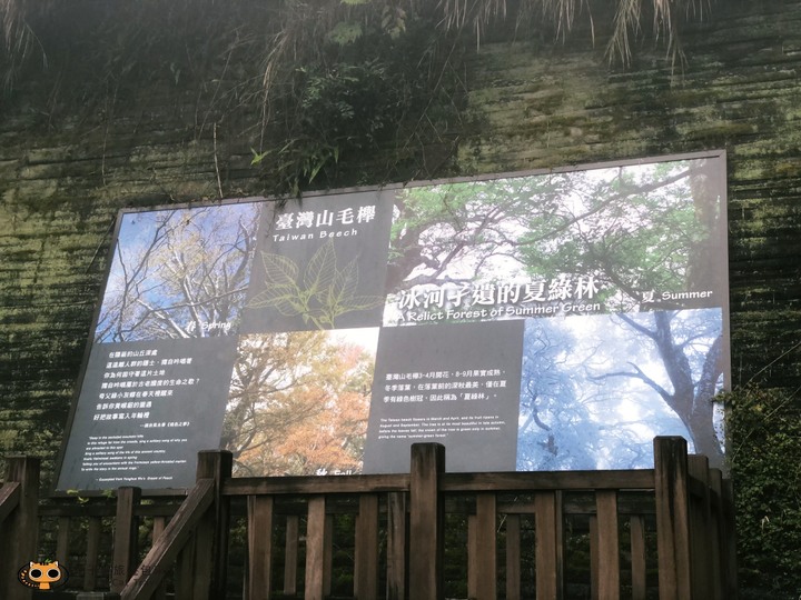 台灣山毛櫸步道一日遊,秋季限定楓紅景!