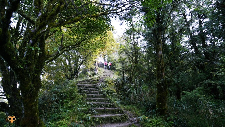 台灣山毛櫸步道一日遊,秋季限定楓紅景!