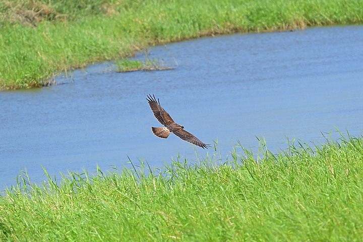 點我看大圖 D6+556PF東方澤鵟(龍鑾潭鳥族8號太空站)