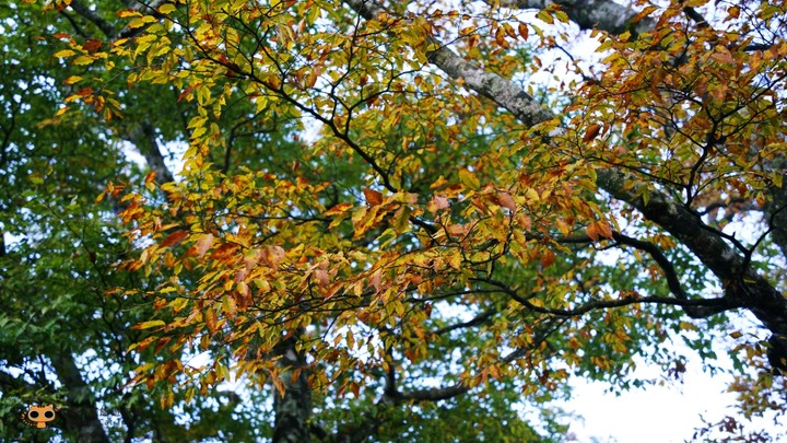 台灣山毛櫸步道一日遊,秋季限定楓紅景!