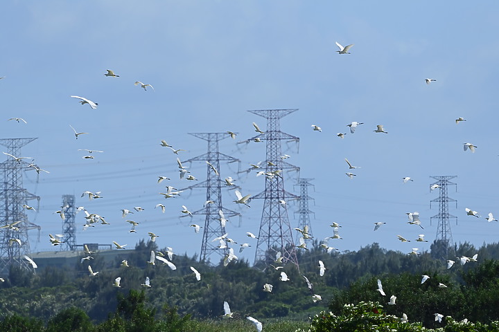 Nikon Z5的4K記錄上千隻黃頭鷺，落腳龍鑾潭鳥族8號太空站復育中的濕地。