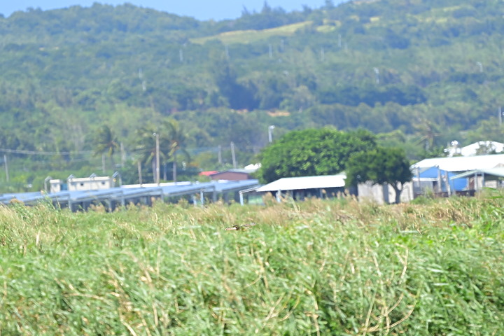 點我看大圖 D6+556PF東方澤鵟(龍鑾潭鳥族8號太空站)