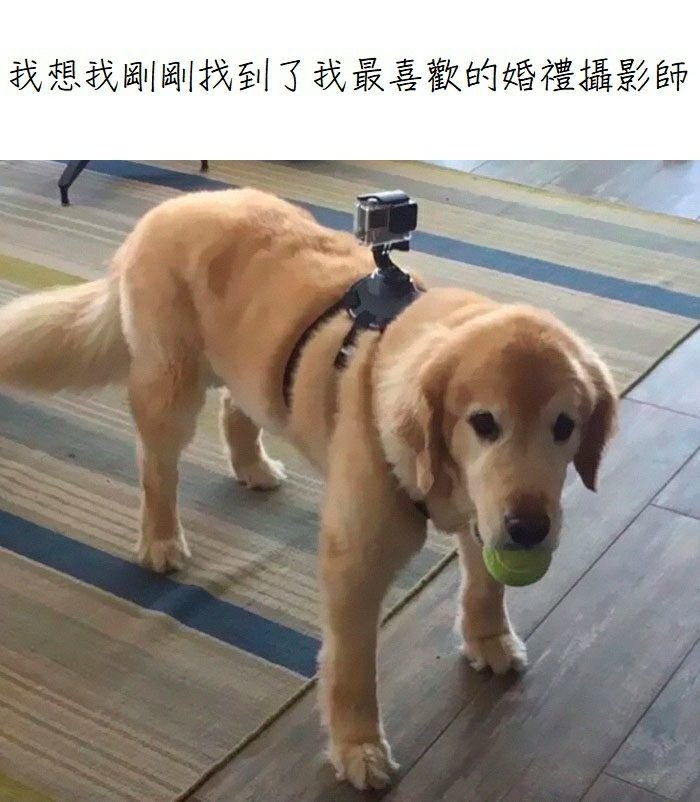 兩性趣圖  10.31 🐻🐻
