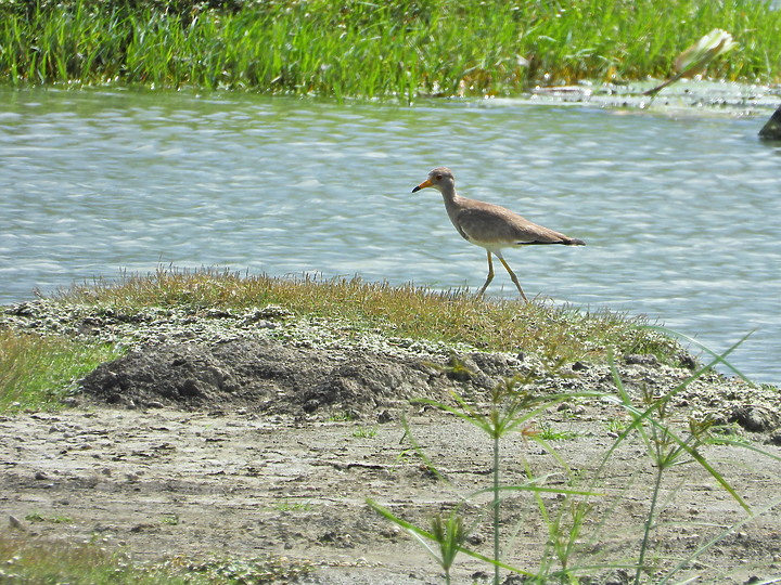 點我看大圖 Nikon P1000的3000mm太給力,如願在龍鑾潭鳥族8號太空站拍到跳鴴。