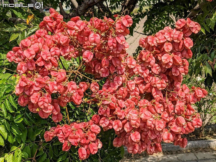 台灣欒樹 台南市西港區綠川廊道 10/03
