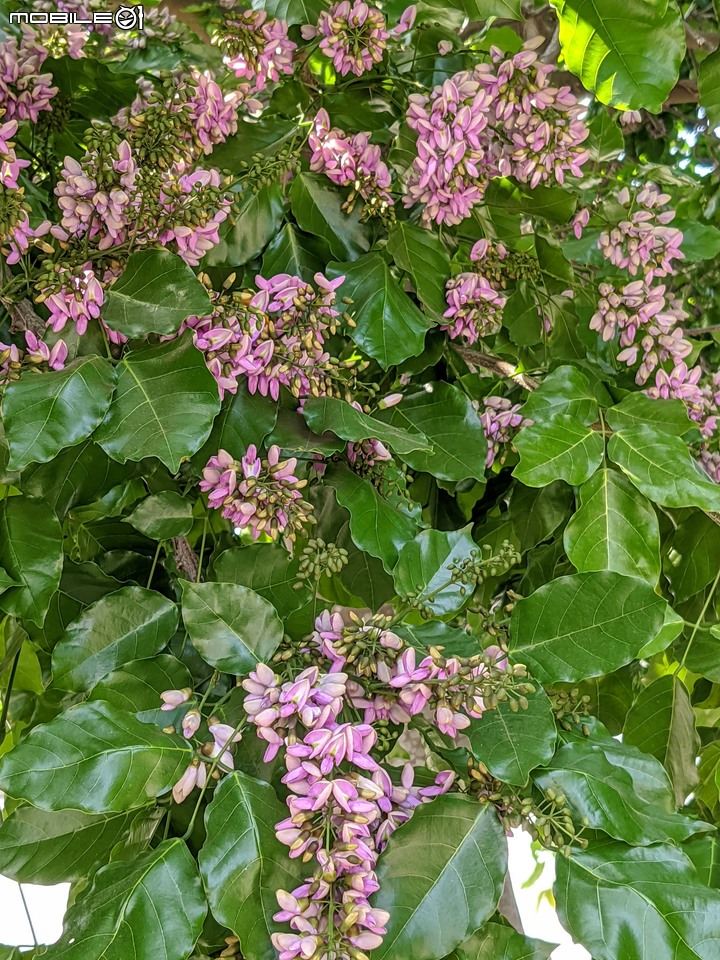 水黃皮 台南市安平區林墨娘公園 10/11