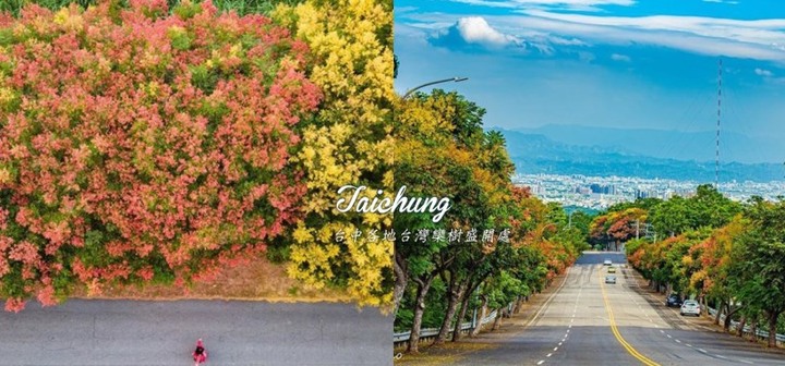 秋季限定美景「黃金雨」到來！台中17處台灣欒樹金黃耀眼綻放