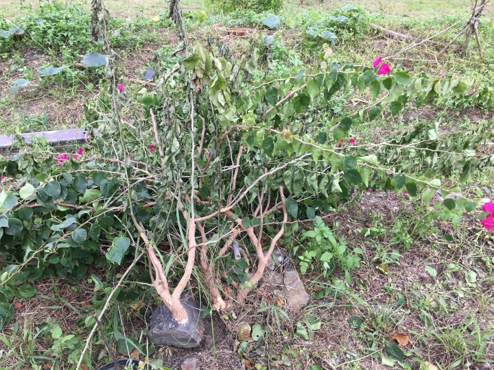 九重葛被什麼破壞？