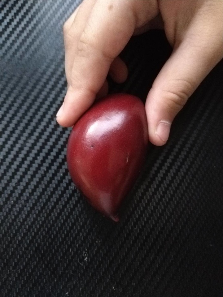 請問各位園藝達人，有人知道這是什麼植物嗎？