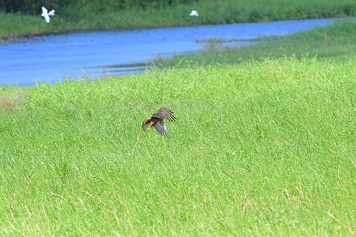 點我看大圖 D6+556PF東方澤鵟(龍鑾潭鳥族8號太空站)