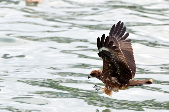 雙十國慶_基隆港黑鳶戰士_II_(黑鳶國旗郵輪同框)_2020-10-09