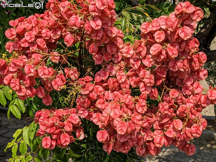 台灣欒樹 台南市西港區綠川廊道 10/03