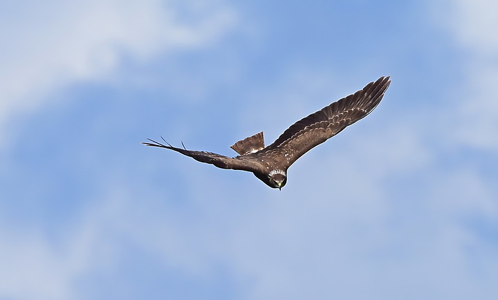 點我看大圖 D6+556PF東方澤鵟(龍鑾潭鳥族8號太空站)