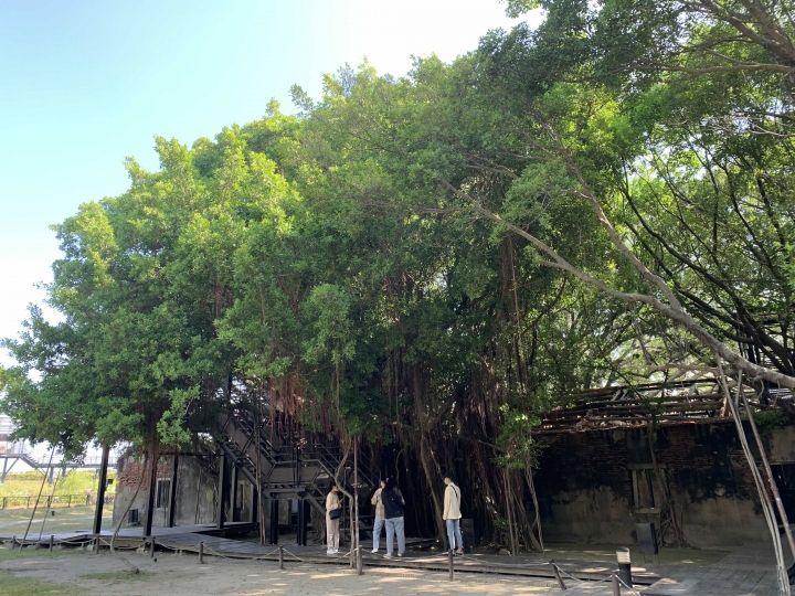 安平樹樹有驚喜 屋屋好熱去