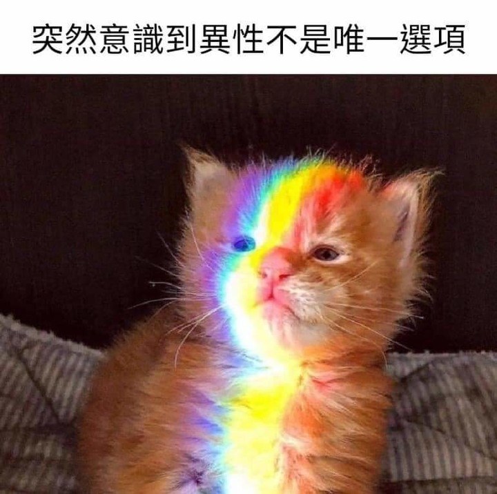 我考慮了一下  同種不是唯一選擇