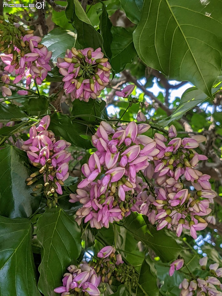 水黃皮 台南市安平區林墨娘公園 10/11